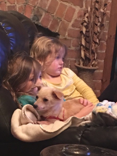 Is My Dog a Chiweenie?