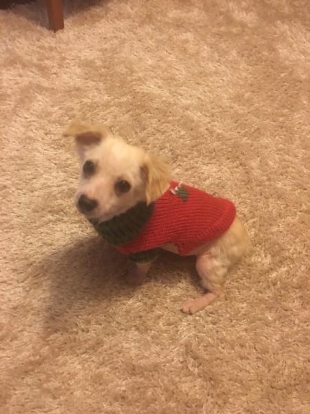 Is My Dog a Chiweenie?