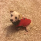 Is My Dog a Chiweenie?