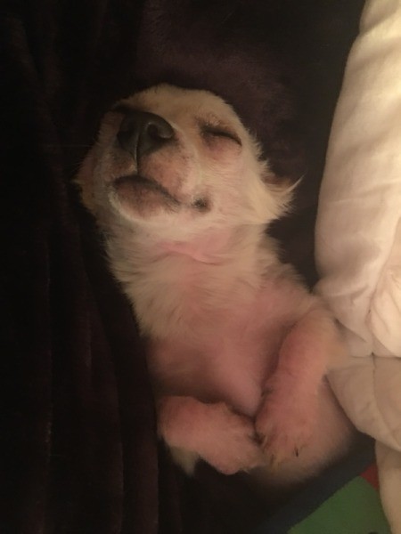 Is My Dog a Chiweenie?