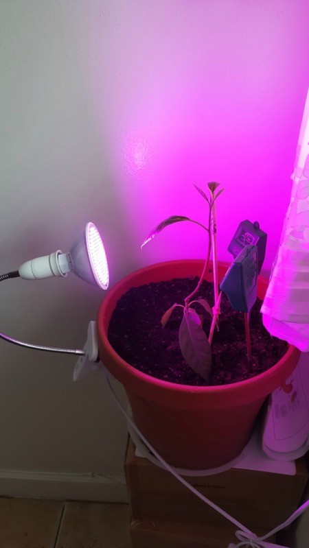 Using an LED Bulb as a Grow Light
