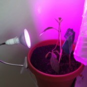 Using an LED Bulb as a Grow Light