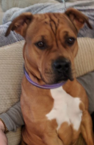 Is My Pit Bull Purebred? - brown dog with white on chest