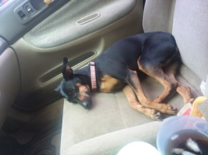 Finding a Vet that Takes Payments - black and tan dog on seat of a car