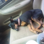 Finding a Vet that Takes Payments - black and tan dog on seat of a car