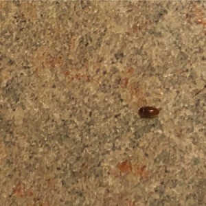 Getting Rid of Little Brown Biting Bugs - small brown bug on countertop