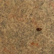 Getting Rid of Little Brown Biting Bugs - small brown bug on countertop