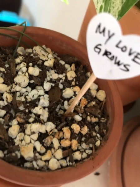 Valentine's Day Plant Stake - stick into the gift plant pot