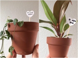 Valentine's Day Plant Stake - two gift plants