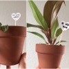 Valentine's Day Plant Stake - two gift plants