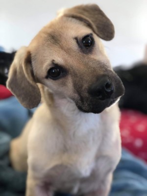 What Breed Is My Dog? - light brown puppy with white chest and darker ears and muzzle