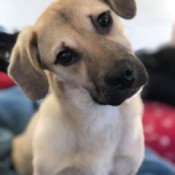 What Breed Is My Dog? - light brown puppy with white chest and darker ears and muzzle