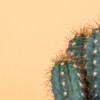 Cactus with a yellow backdrop.