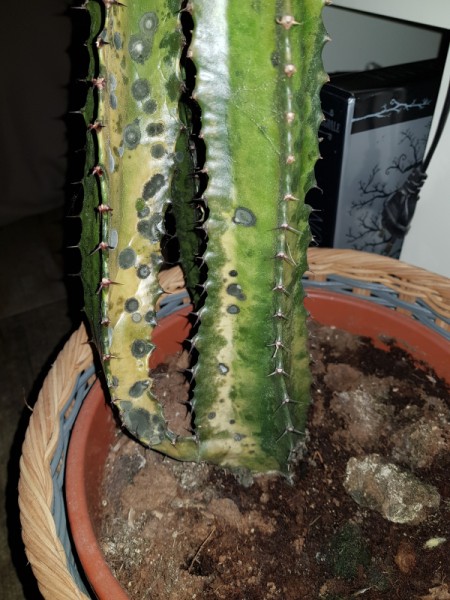 Identifying a Cold Damaged Cactus