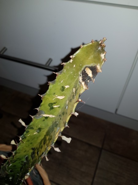 Identifying a Cold Damaged Cactus