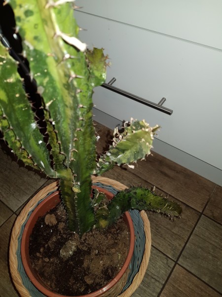 Identifying a Cold Damaged Cactus