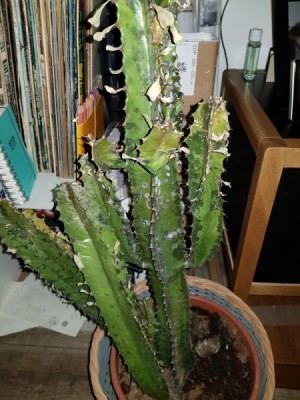 Identifying a Cold Damaged Cactus - splotchy, yellowing cactus
