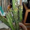 Identifying a Cold Damaged Cactus - splotchy, yellowing cactus