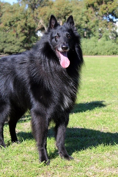 Skipper (Belgian Shepherd Groenendael) - large black dog