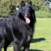 Skipper (Belgian Shepherd Groenendael) - large black dog