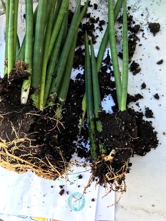 How to Divide Your Houseplants ThriftyFun