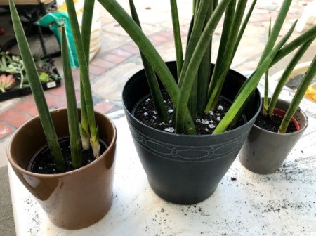 Dividing Potted Plants - repotted