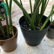 Dividing Potted Plants