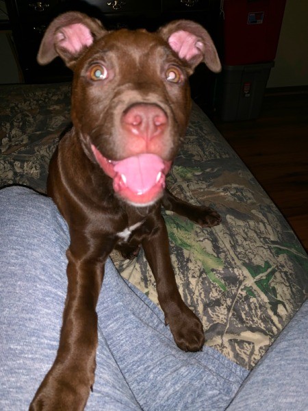 Determining the Age of a Red Nose Pit Bull Puppy