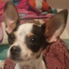 Is My Dog a Pure Bred Chihuahua or Mixed? - closeup