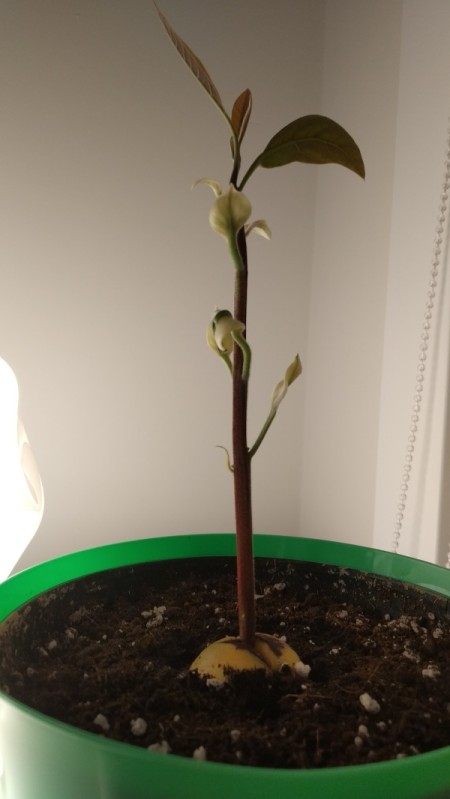 Avocado Has White Waxy Leaves - odd leaves