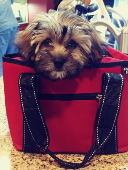 Annmor (Havanese/Morkie)