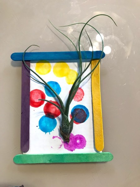 Making a Hanging Air Plant Frame - stick air plant to the tape roll