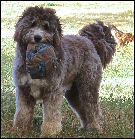 Otis (Sheepadoodle) - with destroyed ball