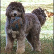 Otis (Sheepadoodle) - with destroyed ball