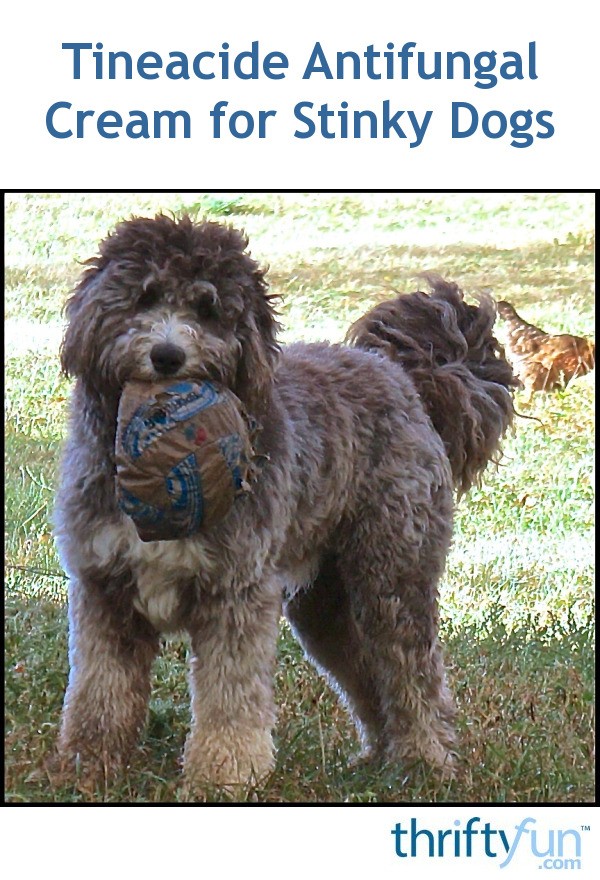 Tineacide Antifungal Cream for Stinky Dogs ThriftyFun