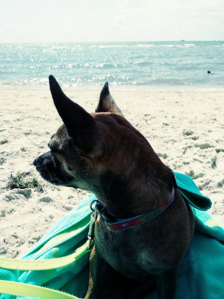 Rosie (Chihuahua Min-Pin Mix)