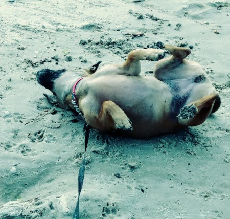 Rosie (Chihuahua Min-Pin Mix)