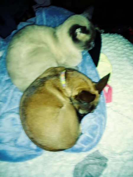 Rosie (Chihuahua Min-Pin Mix)