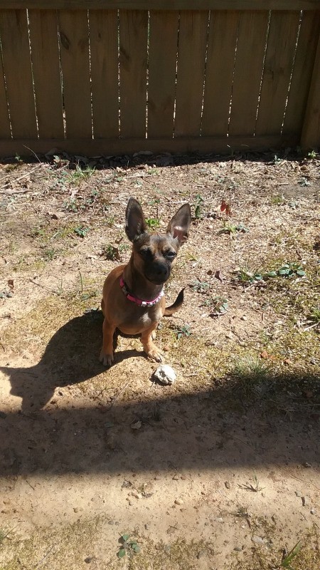 Rosie (Chihuahua Min-Pin Mix)