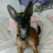 Rosie (Chihuahua Min-Pin Mix)