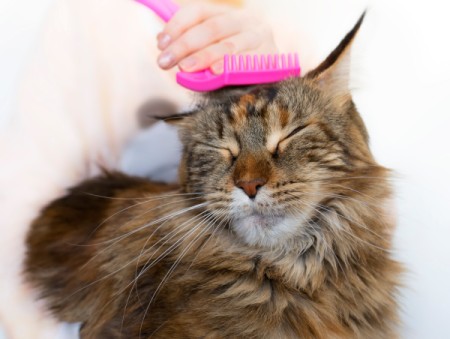 cat being brushed