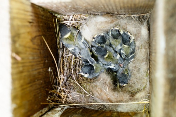 Great Tit nest