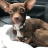 Protecting Healthy Dogs from Puppy with Parvo - dark brown Chihuahua