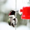 A hummingbird at a feeder in the snow.