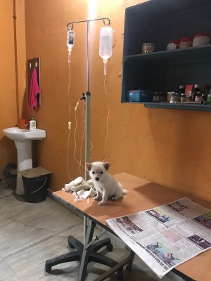 Caring for a Puppy with Parvo - puppy on table next to IV stand