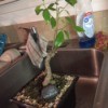 Identifying a Houseplant - thick stemmed plant with thin branches with shiny green leaves