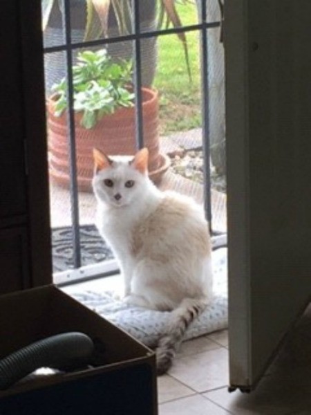 Lucy (Dilute Calico Cat) - Lucy sitting by the security door