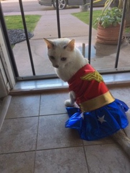 Lucy (Dilute Calico Cat) - Lucy in her Wonder Woman costume