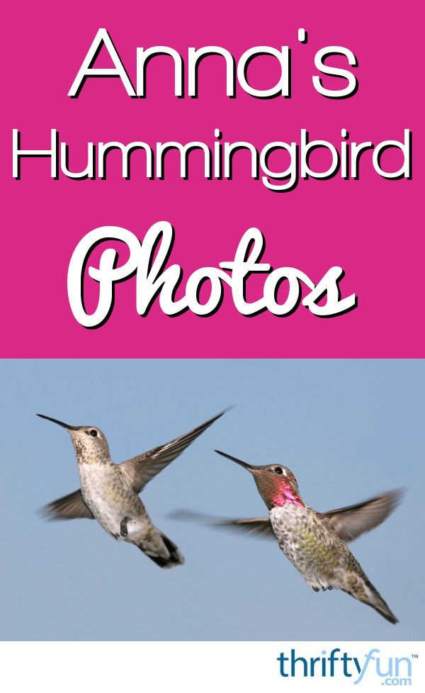 Annas Hummingbird Photos Thriftyfun