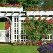 roses growing on a trellis wall